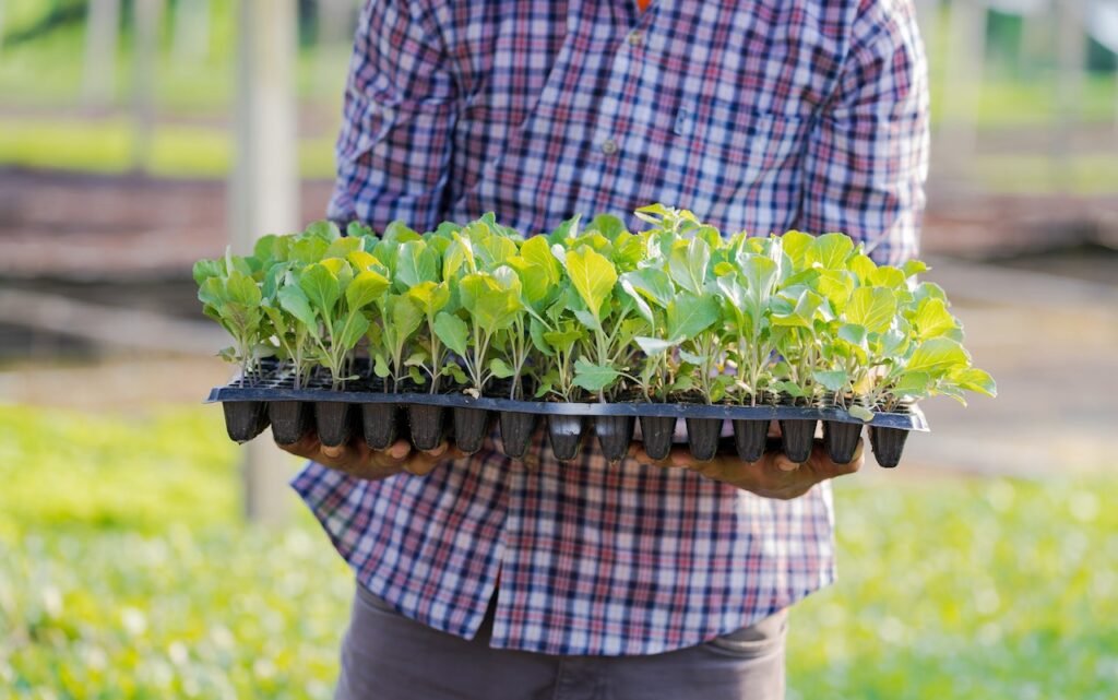 Sådan dyrker du økologiske grøntsager i din egen have